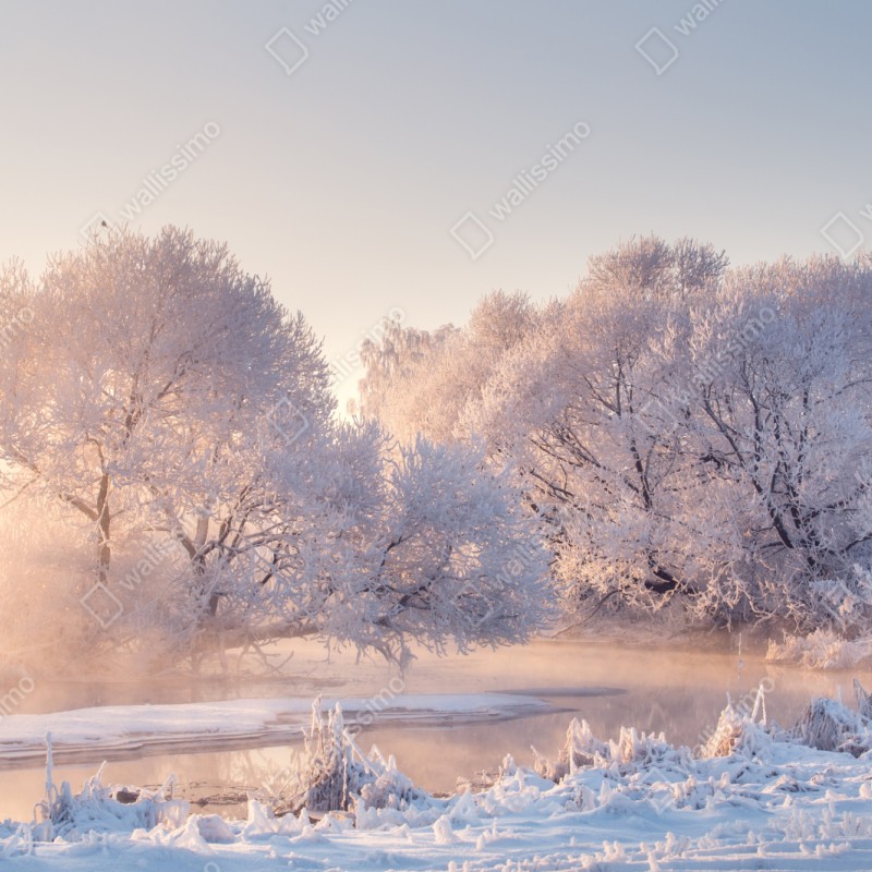 Naklejka repozycjonowalna oszronione drzewa o świcie – Wallissimo® Naklejka repozycjonowalna oszronione drzewa o świcie – Wallissimo®