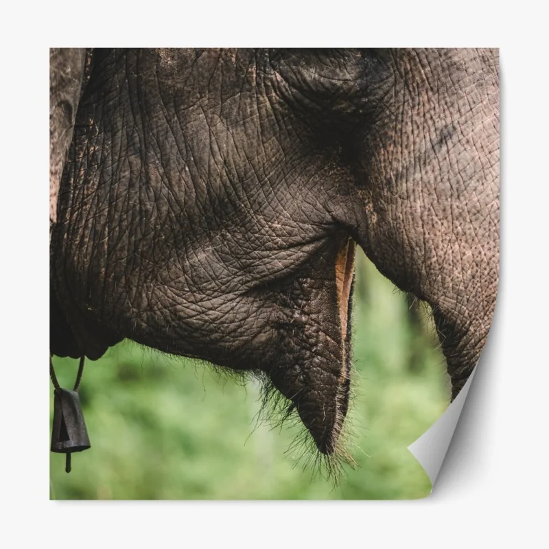 Naklejka repozycjonowalna zbliżenie na słonia azjatyckiego