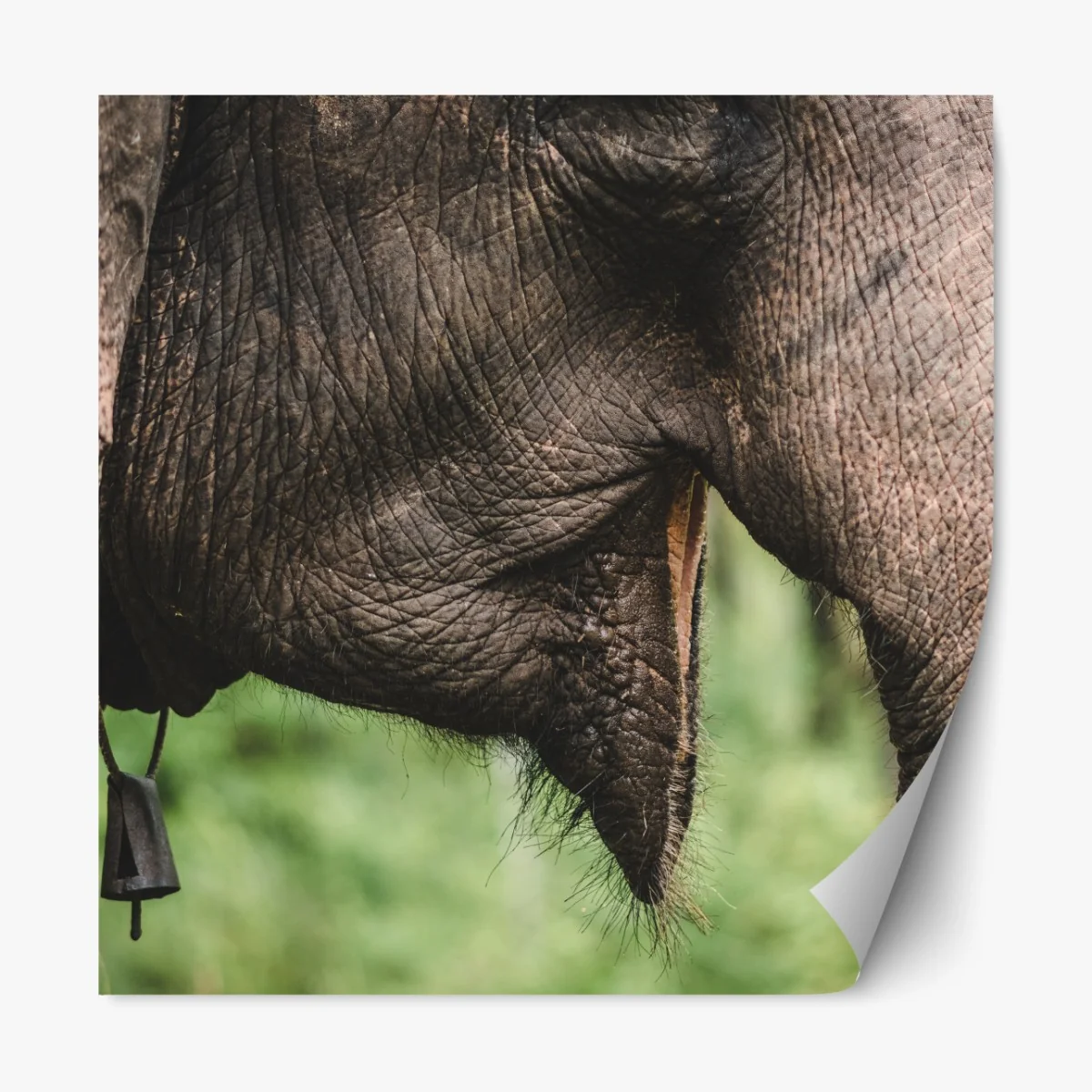 Naklejka repozycjonowalna zbliżenie na słonia azjatyckiego – Wallissimo® Naklejka repozycjonowalna zbliżenie na słonia azjatyckiego – Wallissimo®