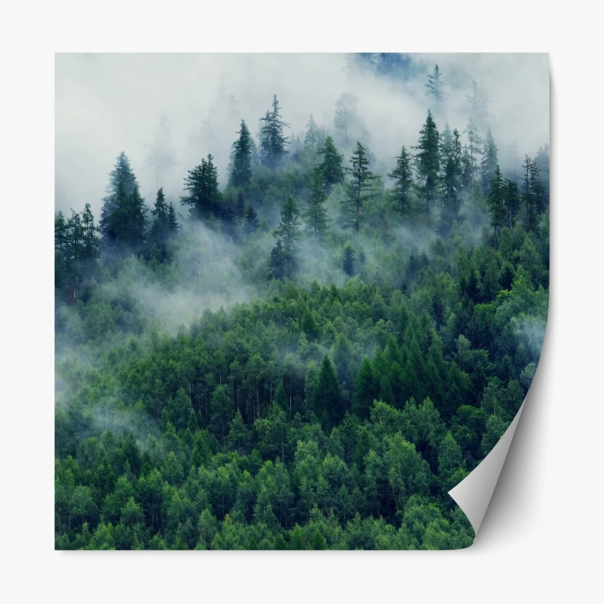 Naklejka repozycjonowalna mglisty zielony las – Wallissimo® Naklejka repozycjonowalna mglisty zielony las – Wallissimo®