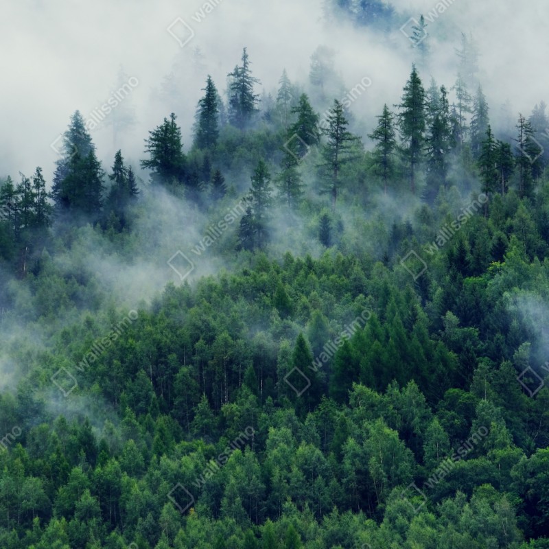 Naklejka repozycjonowalna mglisty zielony las – Wallissimo® Naklejka repozycjonowalna mglisty zielony las – Wallissimo®