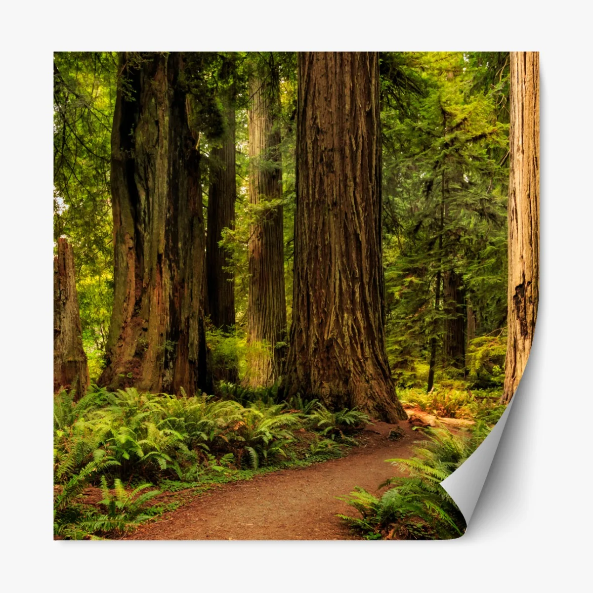 Naklejka repozycjonowalna Kalifornia sekwoje leśna ścieżka – Wallissimo® Naklejka repozycjonowalna Kalifornia sekwoje leśna ścieżka – Wallissimo®