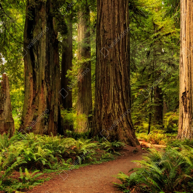 Naklejka repozycjonowalna Kalifornia sekwoje leśna ścieżka – Wallissimo® Naklejka repozycjonowalna Kalifornia sekwoje leśna ścieżka – Wallissimo®