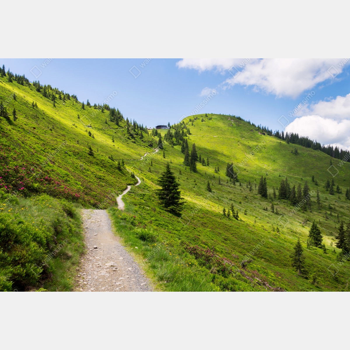 Naklejka repozycjonowalna słoneczna górska ścieżka przez zieloną łąkę – Wallissimo® Naklejka repozycjonowalna słoneczna górska ścieżka przez zieloną łąkę – Wallissimo®