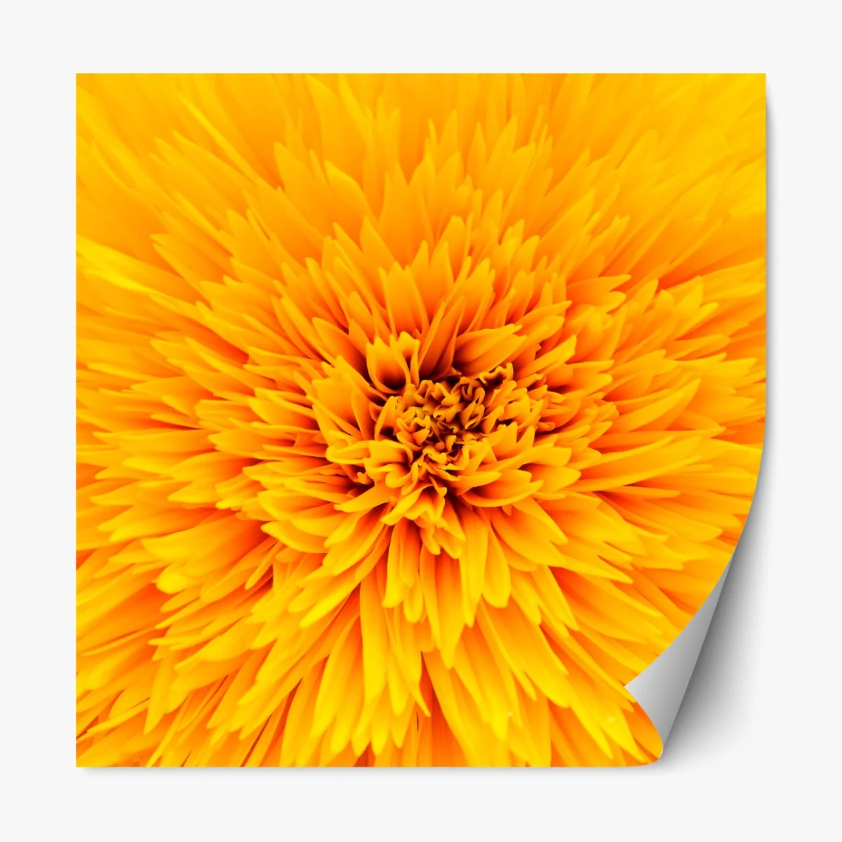 Naklejka repozycjonowalna promienny słonecznik z bliska – Wallissimo® Naklejka repozycjonowalna promienny słonecznik z bliska – Wallissimo®