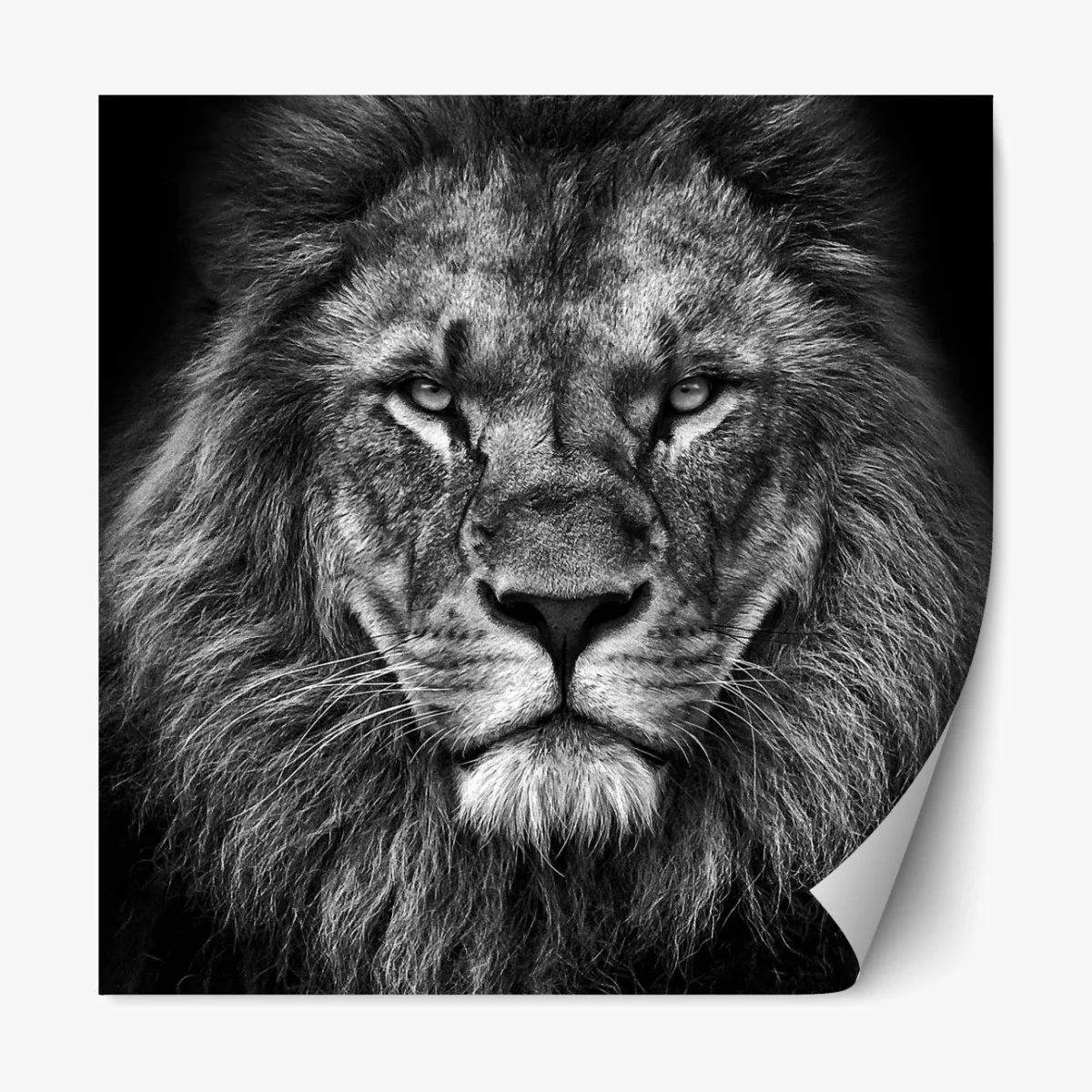 Naklejka repozycjonowalna majestatyczny portret lwa w monochromie – Wallissimo® Naklejka repozycjonowalna majestatyczny portret lwa w monochromie – Wallissimo®