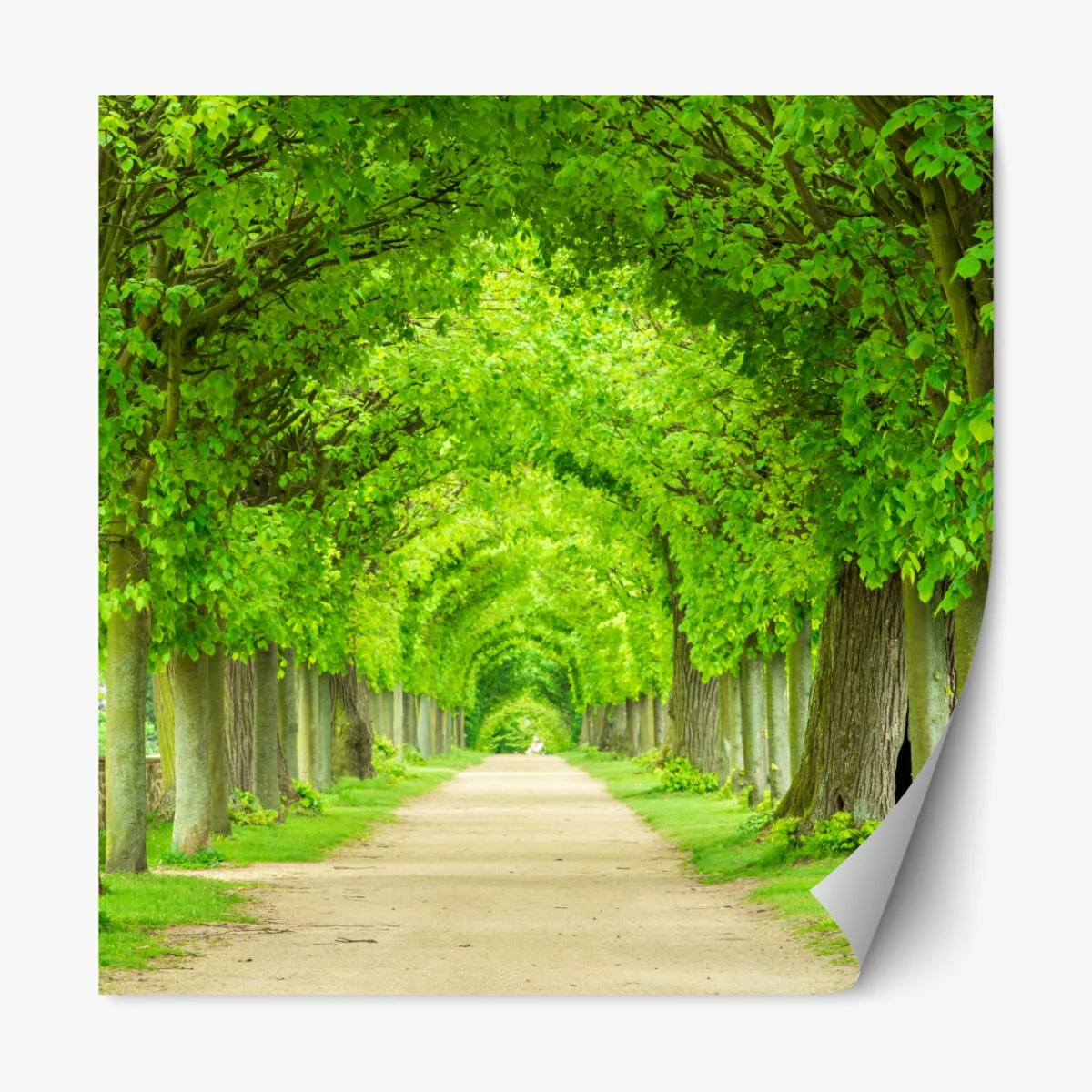 Naklejka repozycjonowalna zielony tunel drzew – Wallissimo® Naklejka repozycjonowalna zielony tunel drzew – Wallissimo®