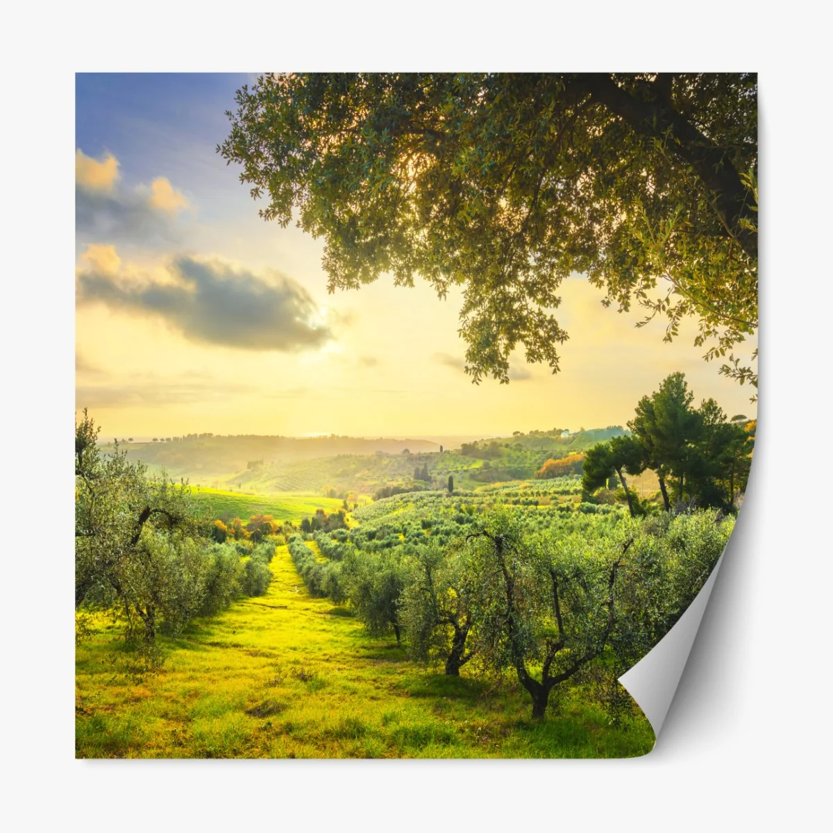 Naklejka repozycjonowalna gaj oliwny przy zachodzie słońca w Maremma, Toskania – Wallissimo® Naklejka repozycjonowalna gaj oliwny przy zachodzie słońca w Maremma, Toskania – Wallissimo®