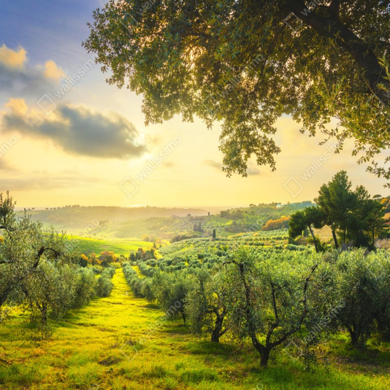Naklejka repozycjonowalna gaj oliwny przy zachodzie słońca w Maremma, Toskania – Wallissimo® Naklejka repozycjonowalna gaj oliwny przy zachodzie słońca w Maremma, Toskania – Wallissimo®