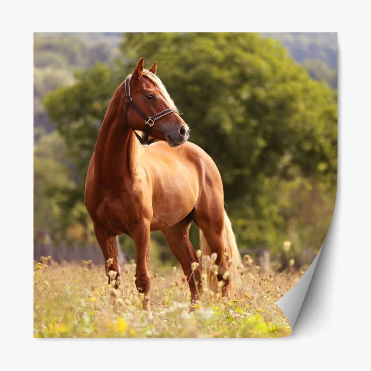 Naklejka repozycjonowalna majestatyczny kasztanowy koń na letniej łące – Wallissimo® Naklejka repozycjonowalna majestatyczny kasztanowy koń na letniej łące – Wallissimo®