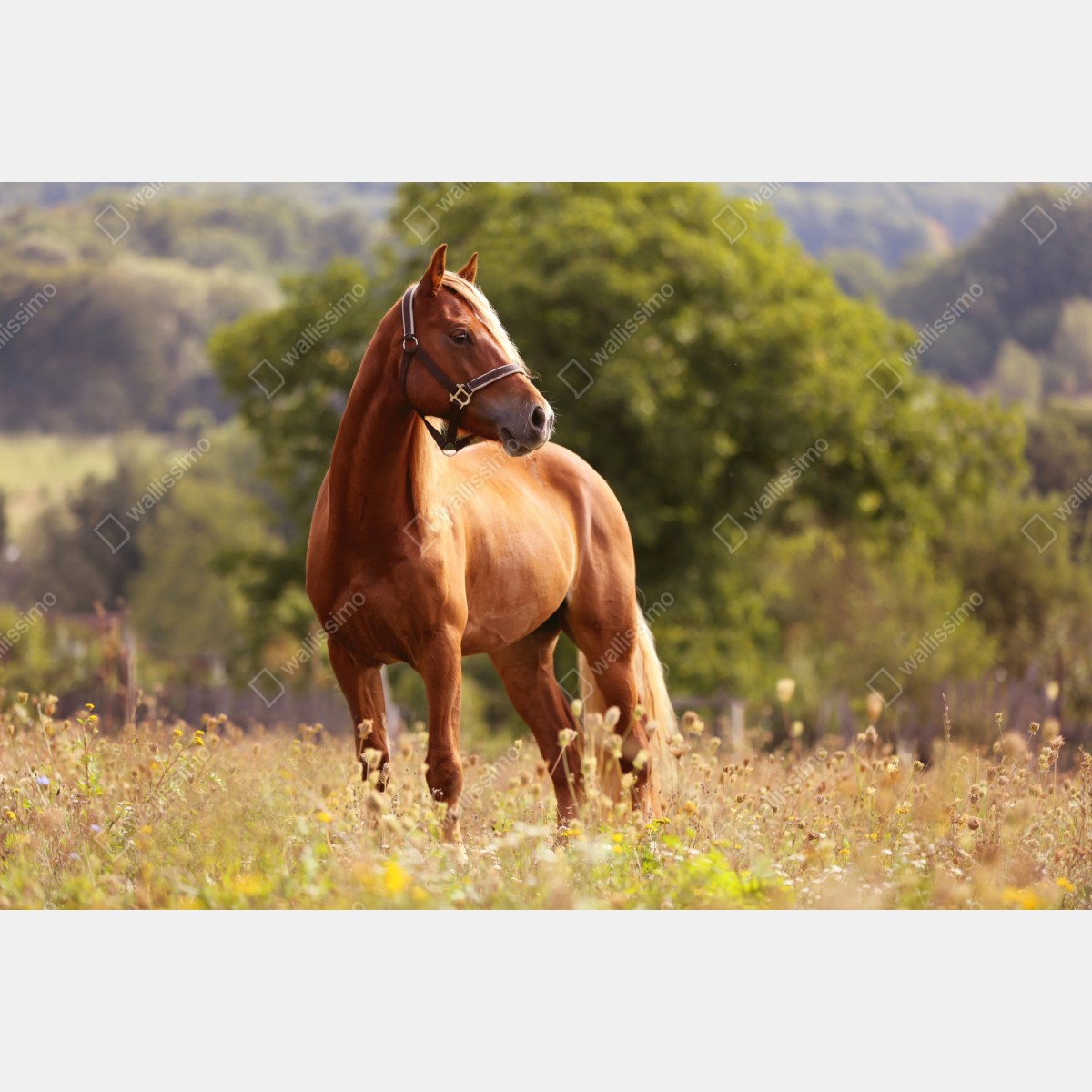 Naklejka repozycjonowalna majestatyczny kasztanowy koń na letniej łące – Wallissimo® Naklejka repozycjonowalna majestatyczny kasztanowy koń na letniej łące – Wallissimo®