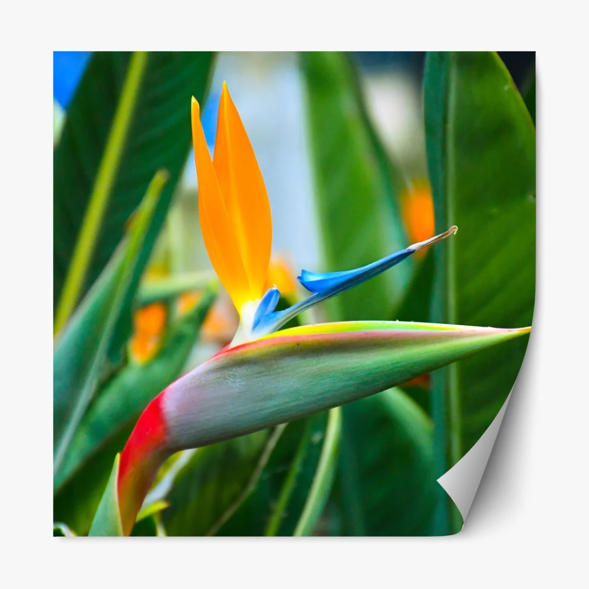 Naklejka repozycjonowalna żywy kwiat ptaka rajskiego – Wallissimo® Naklejka repozycjonowalna żywy kwiat ptaka rajskiego – Wallissimo®