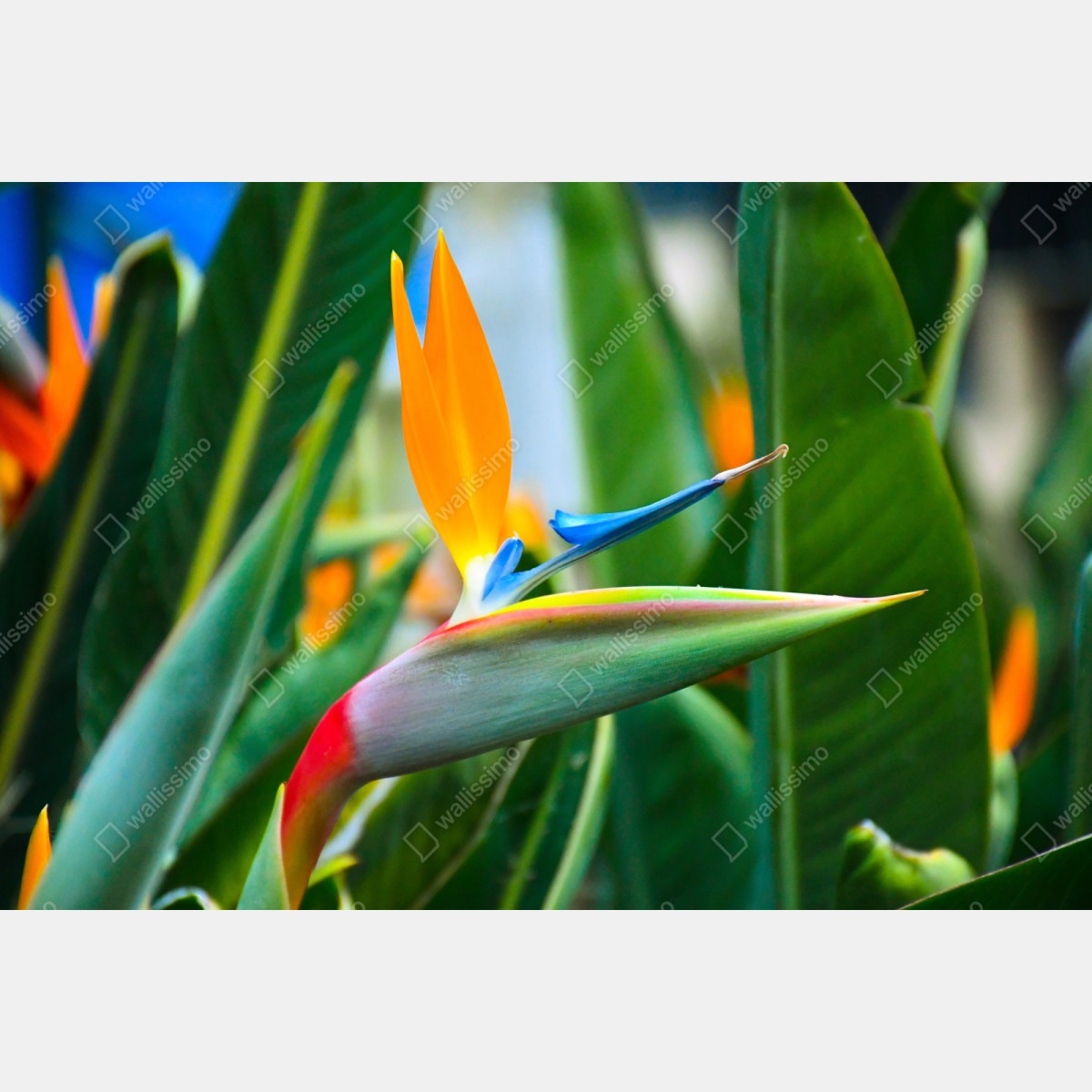 Naklejka repozycjonowalna żywy kwiat ptaka rajskiego – Wallissimo® Naklejka repozycjonowalna żywy kwiat ptaka rajskiego – Wallissimo®