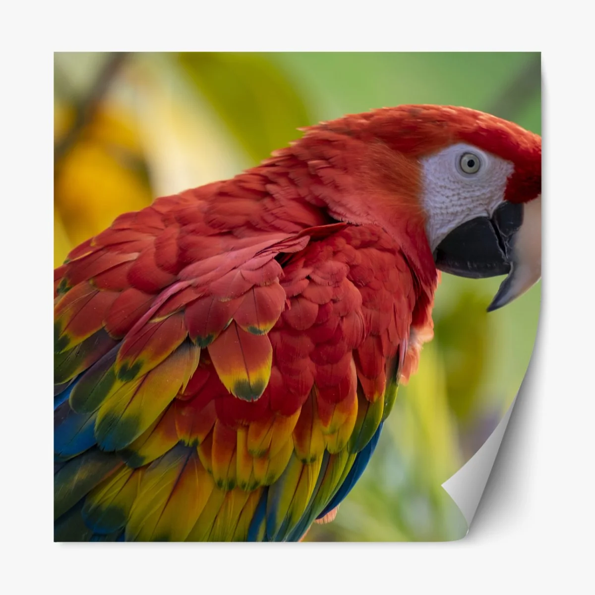 Naklejka repozycjonowalna wyrazisty portret ary szkarłatnej – Wallissimo® Naklejka repozycjonowalna wyrazisty portret ary szkarłatnej – Wallissimo®