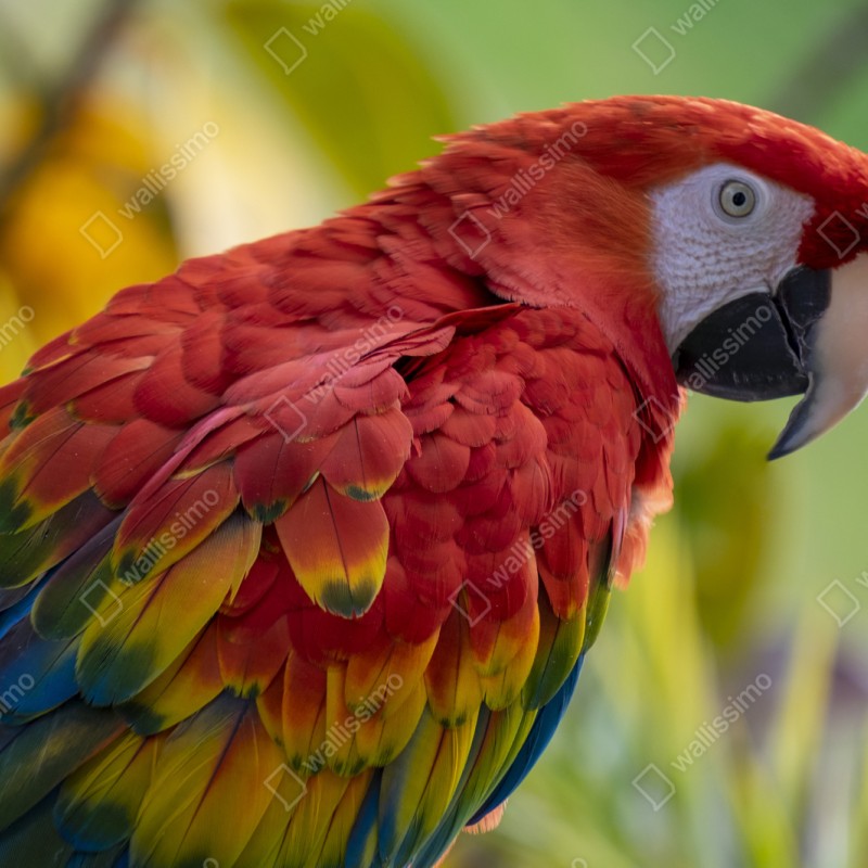 Naklejka repozycjonowalna wyrazisty portret ary szkarłatnej – Wallissimo® Naklejka repozycjonowalna wyrazisty portret ary szkarłatnej – Wallissimo®