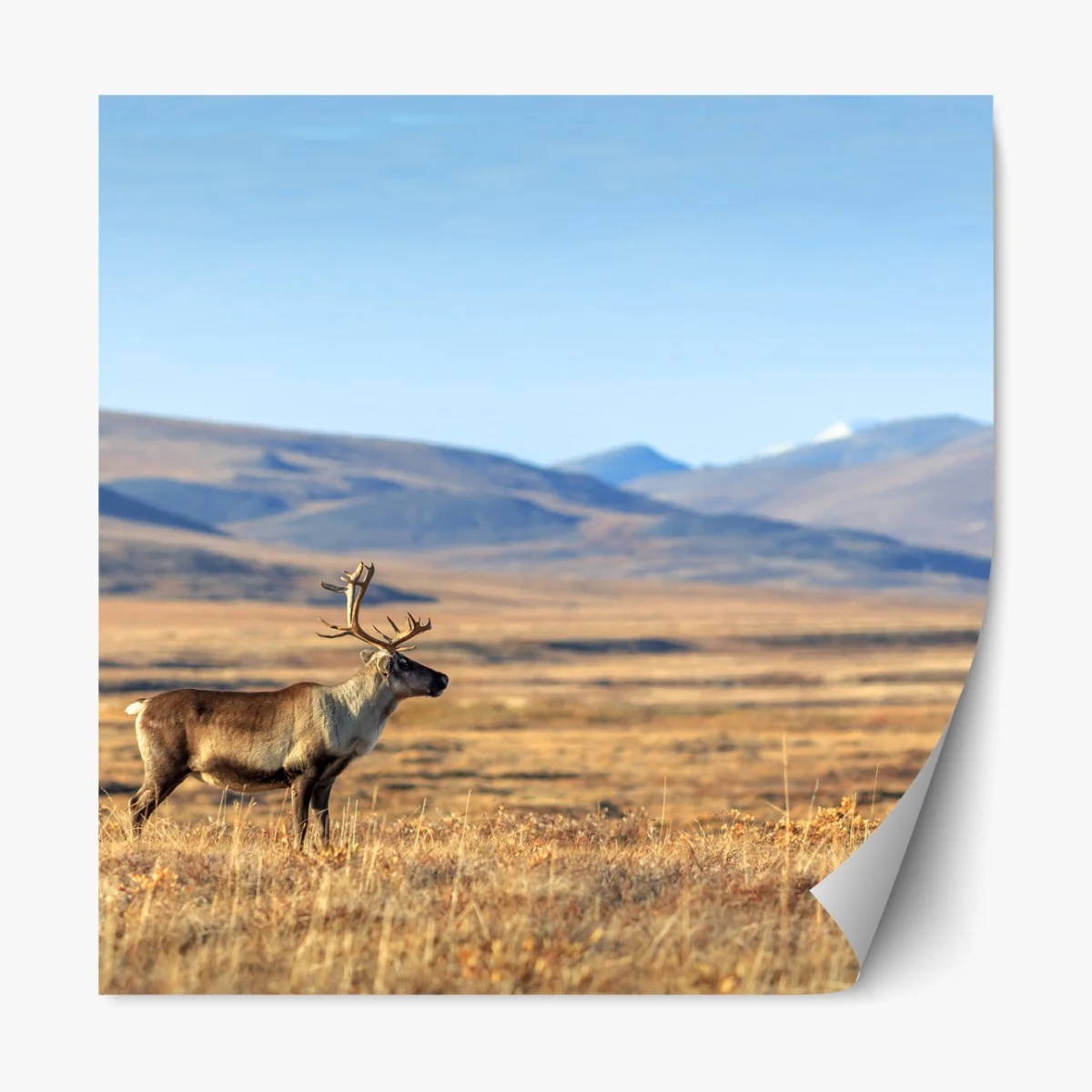Naklejka repozycjonowalna samotny renifer w tundrze w Czukotce – Wallissimo® Naklejka repozycjonowalna samotny renifer w tundrze w Czukotce – Wallissimo®