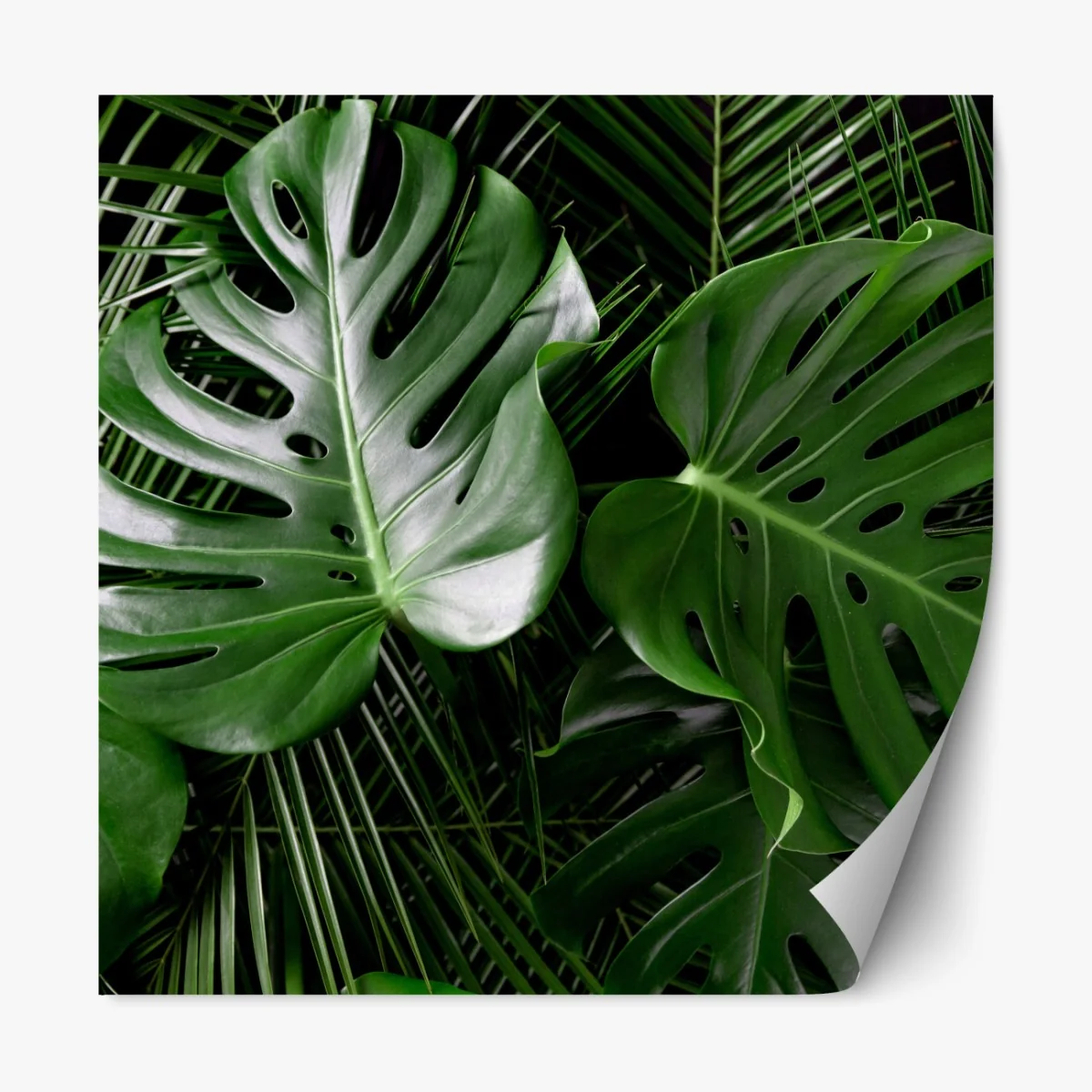 Naklejka repozycjonowalna bujne liście monstery – Wallissimo® Naklejka repozycjonowalna bujne liście monstery – Wallissimo®