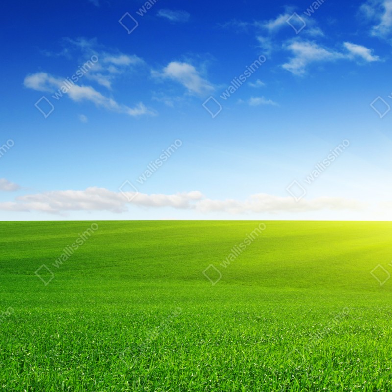 Naklejka repozycjonowalna słoneczna zielona łąka o wschodzie – Wallissimo® Naklejka repozycjonowalna słoneczna zielona łąka o wschodzie – Wallissimo®