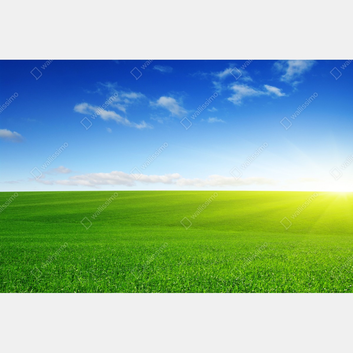 Naklejka repozycjonowalna słoneczna zielona łąka o wschodzie – Wallissimo® Naklejka repozycjonowalna słoneczna zielona łąka o wschodzie – Wallissimo®