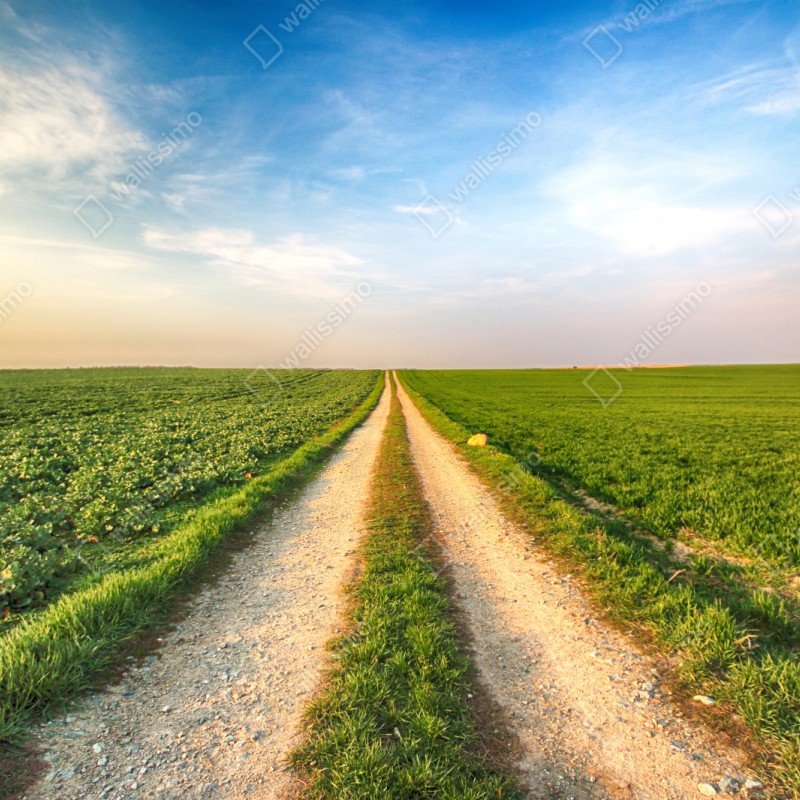 Naklejka repozycjonowalna polna droga przez zielone pola – Wallissimo® Naklejka repozycjonowalna polna droga przez zielone pola – Wallissimo®