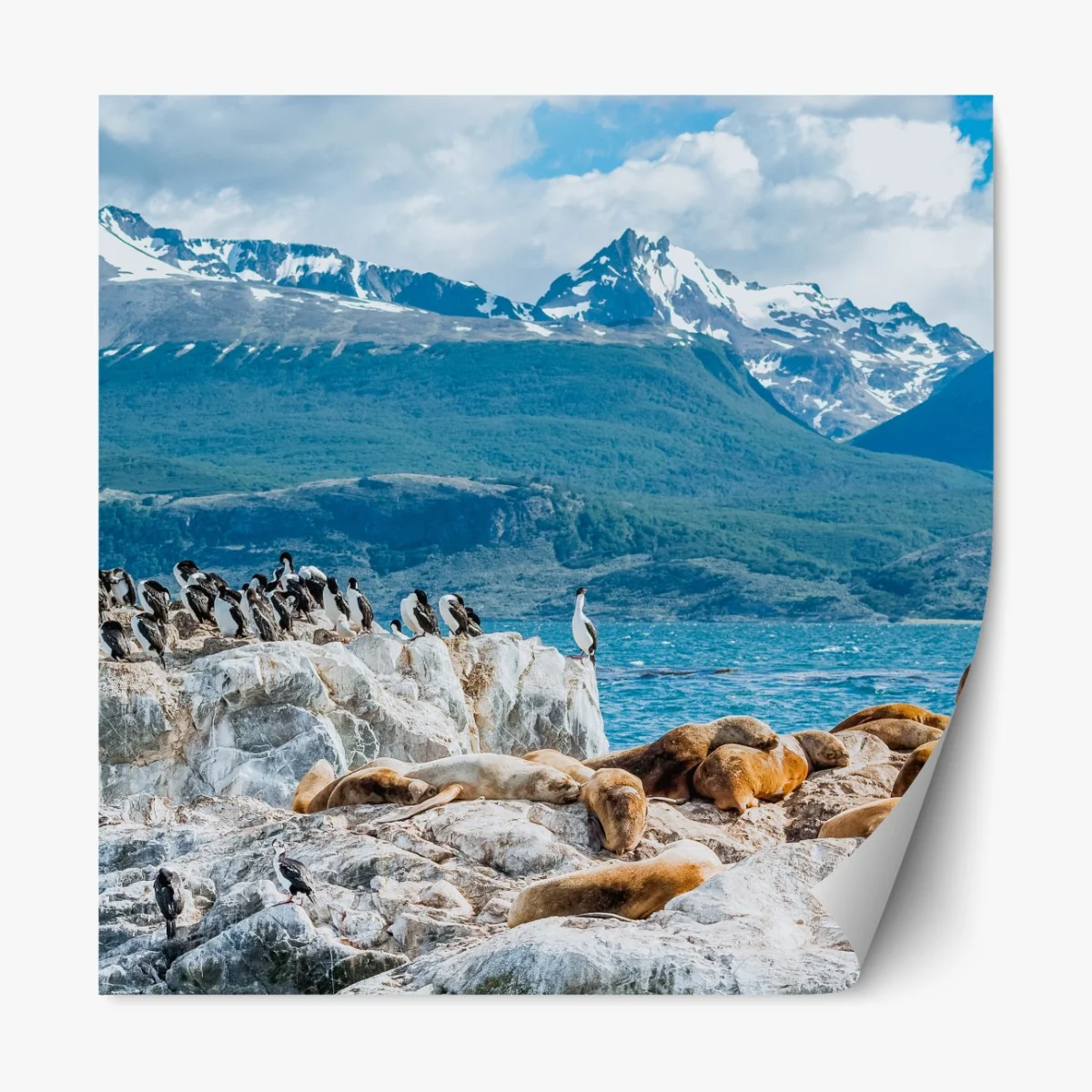 Naklejka repozycjonowalna lwy morskie i ptaki na skalistym wybrzeżu – Wallissimo® Naklejka repozycjonowalna lwy morskie i ptaki na skalistym wybrzeżu – Wallissimo®