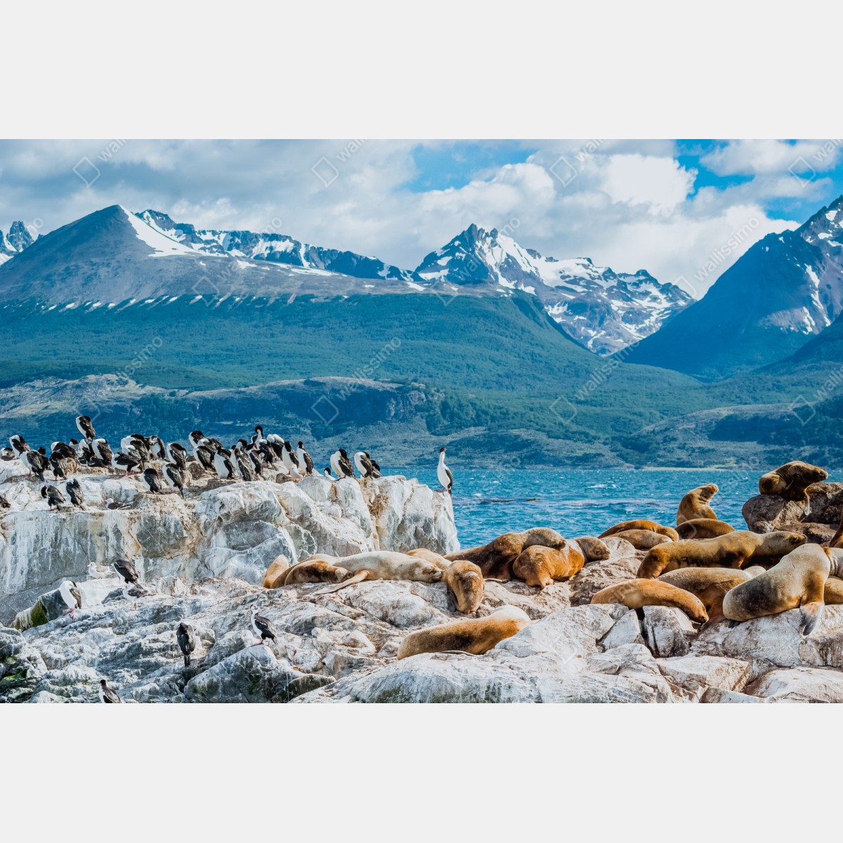 Naklejka repozycjonowalna lwy morskie i ptaki na skalistym wybrzeżu – Wallissimo® Naklejka repozycjonowalna lwy morskie i ptaki na skalistym wybrzeżu – Wallissimo®