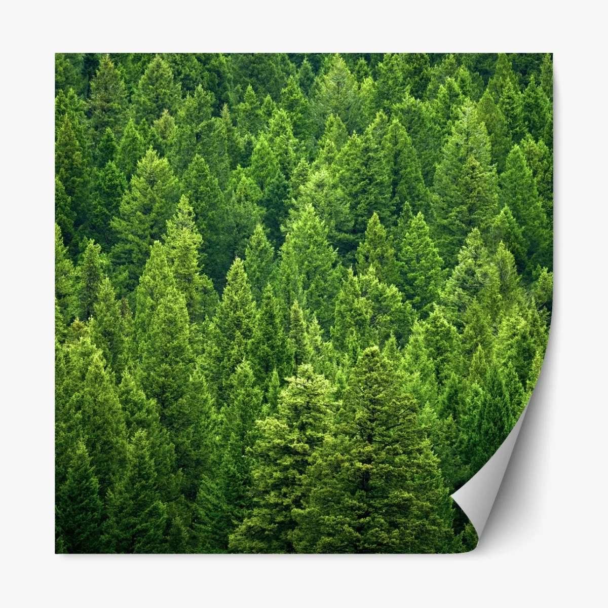 Naklejka repozycjonowalna bujna korona lasu sosnowego – Wallissimo® Naklejka repozycjonowalna bujna korona lasu sosnowego – Wallissimo®