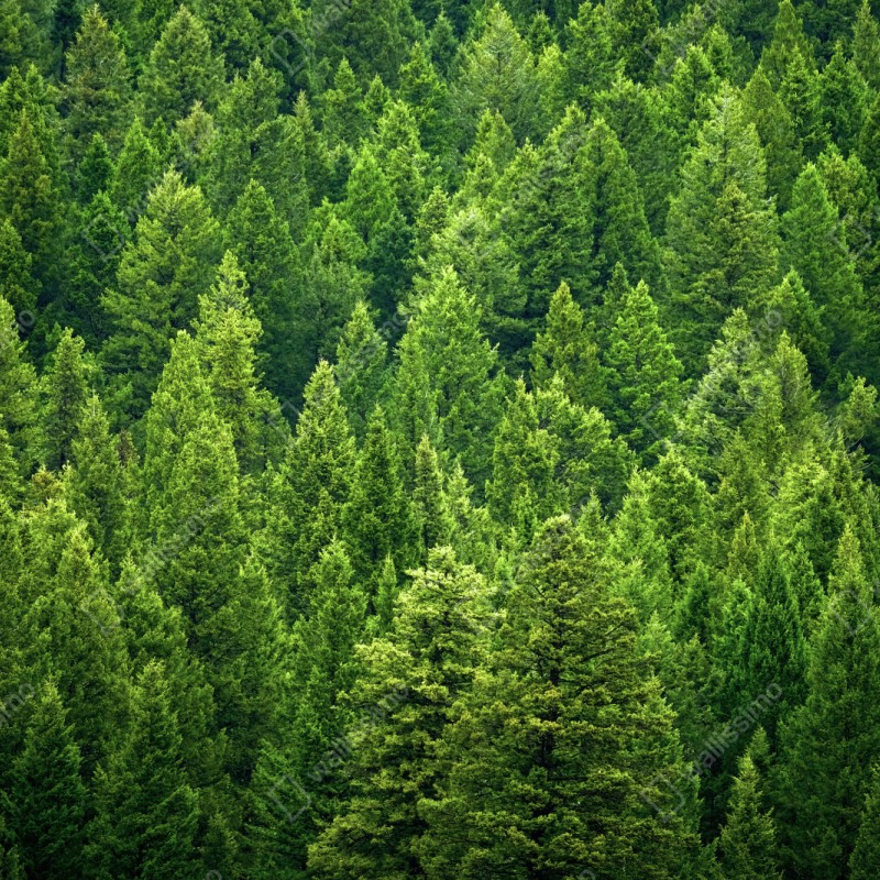 Naklejka repozycjonowalna bujna korona lasu sosnowego – Wallissimo® Naklejka repozycjonowalna bujna korona lasu sosnowego – Wallissimo®