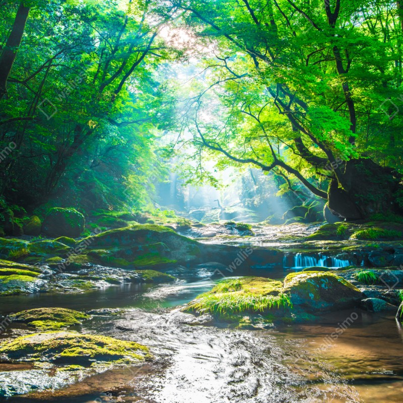 Naklejka repozycjonowalna słoneczny leśny strumień z mchem – Wallissimo® Naklejka repozycjonowalna słoneczny leśny strumień z mchem – Wallissimo®