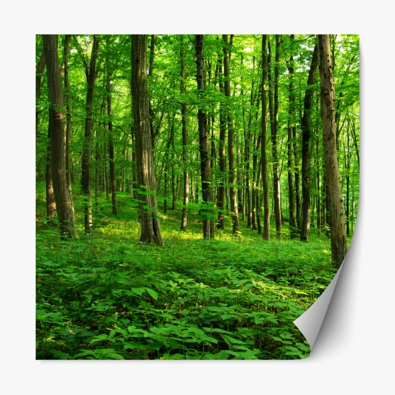 Naklejka repozycjonowalna słoneczny zielony las wiosną