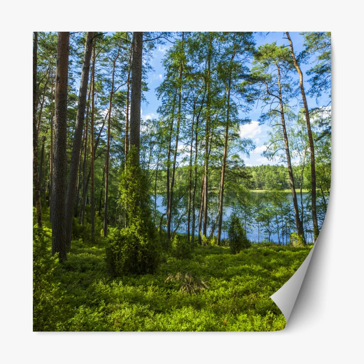 Naklejka repozycjonowalna spokojny las sosnowy nad jeziorem – Wallissimo® Naklejka repozycjonowalna spokojny las sosnowy nad jeziorem – Wallissimo®