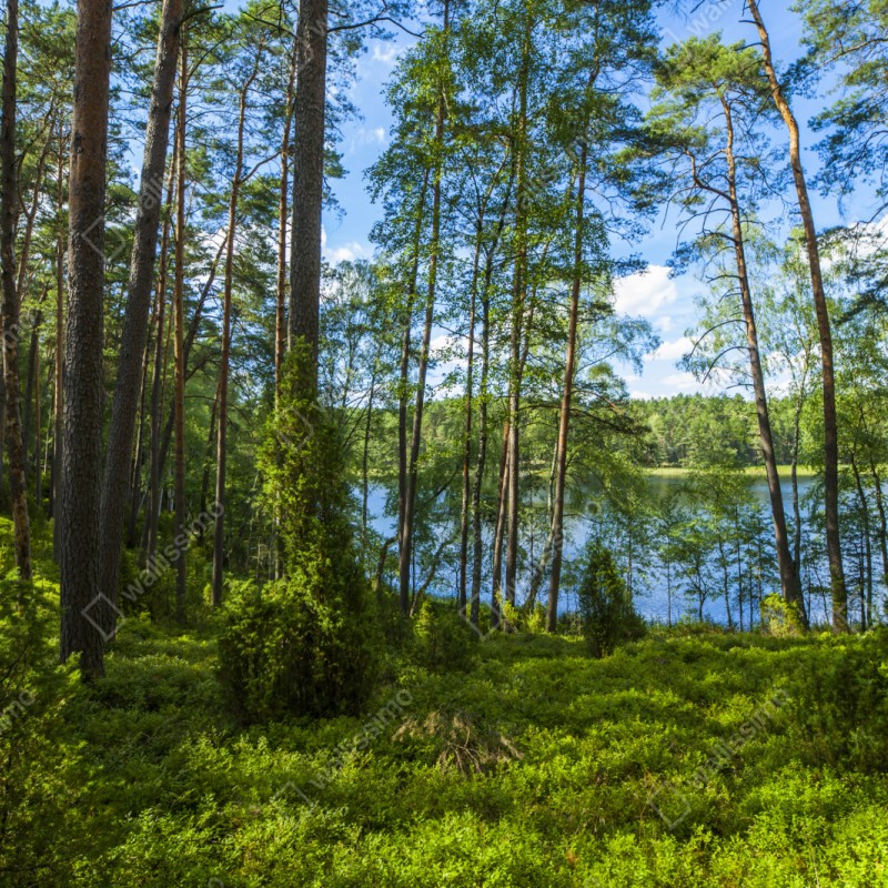 Naklejka repozycjonowalna spokojny las sosnowy nad jeziorem – Wallissimo® Naklejka repozycjonowalna spokojny las sosnowy nad jeziorem – Wallissimo®