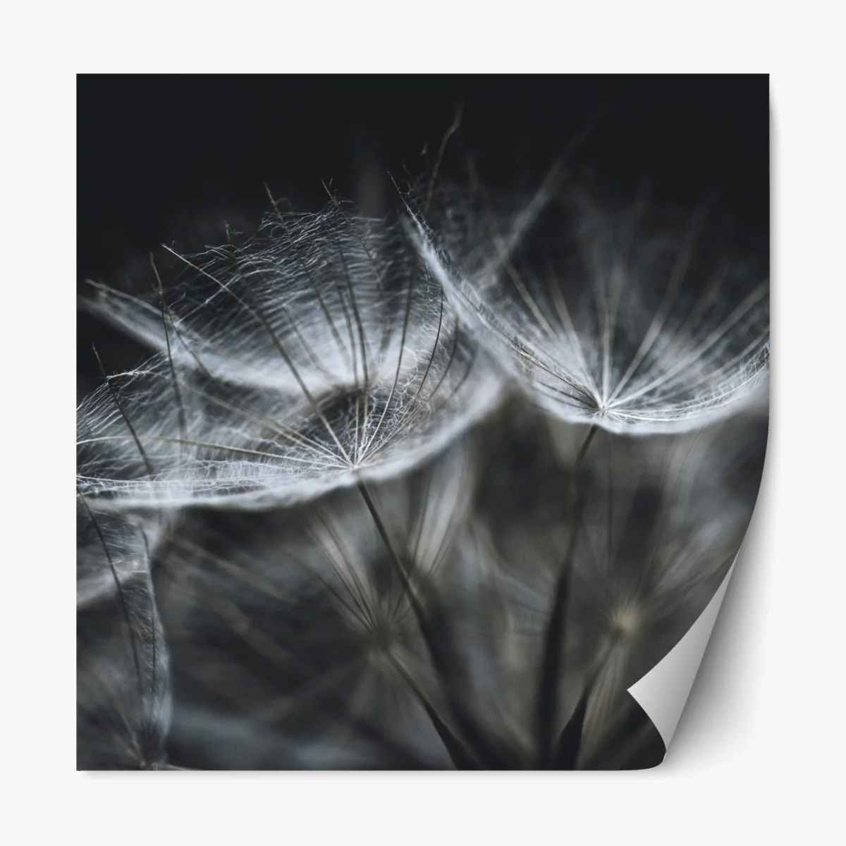 Naklejka repozycjonowalna delikatne nasiona mniszka w monochromie – Wallissimo® Naklejka repozycjonowalna delikatne nasiona mniszka w monochromie – Wallissimo®