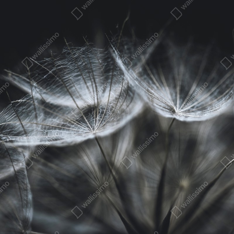 Naklejka repozycjonowalna delikatne nasiona mniszka w monochromie – Wallissimo® Naklejka repozycjonowalna delikatne nasiona mniszka w monochromie – Wallissimo®