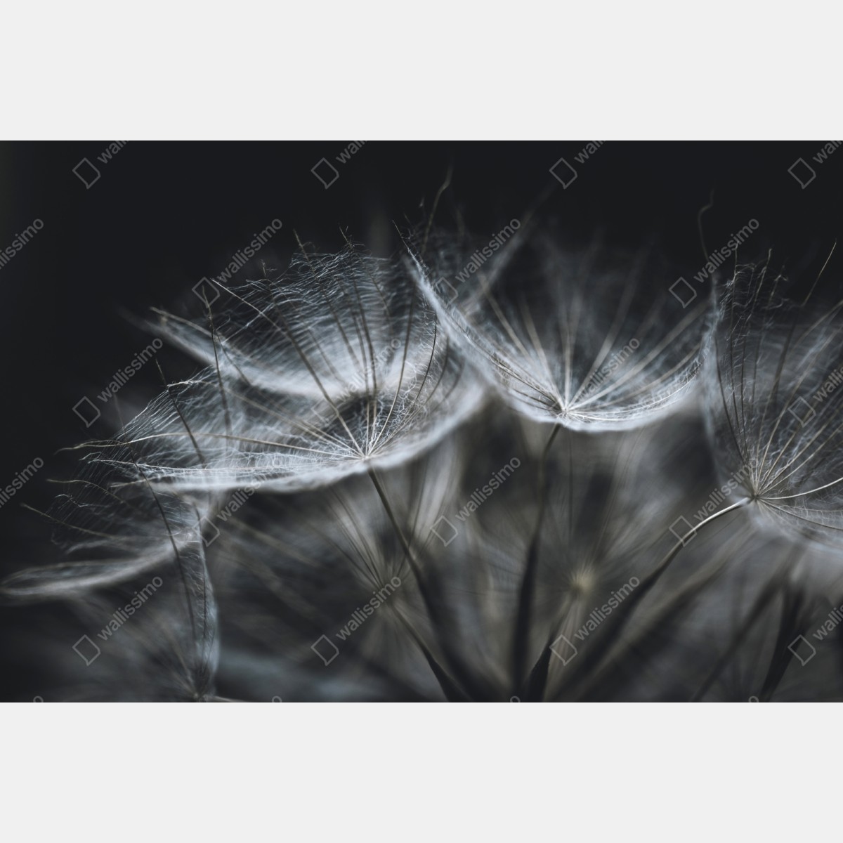 Naklejka repozycjonowalna delikatne nasiona mniszka w monochromie – Wallissimo® Naklejka repozycjonowalna delikatne nasiona mniszka w monochromie – Wallissimo®