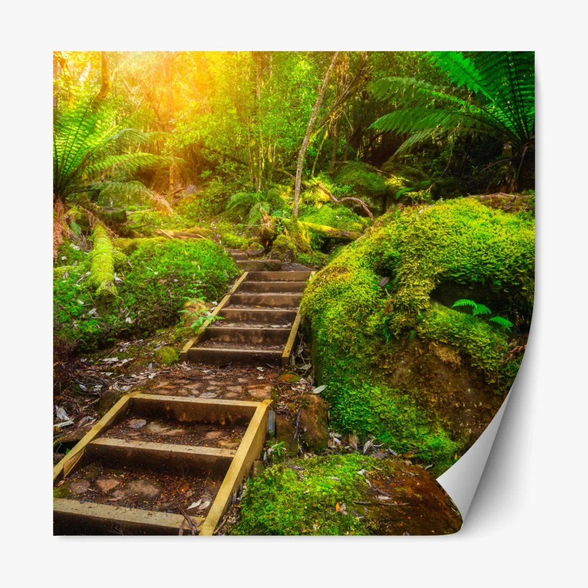 Naklejka repozycjonowalna ścieżka w lesie deszczowym na Półwyspie Tasmańskim – Wallissimo® Naklejka repozycjonowalna ścieżka w lesie deszczowym na Półwyspie Tasmańskim – Wallissimo®
