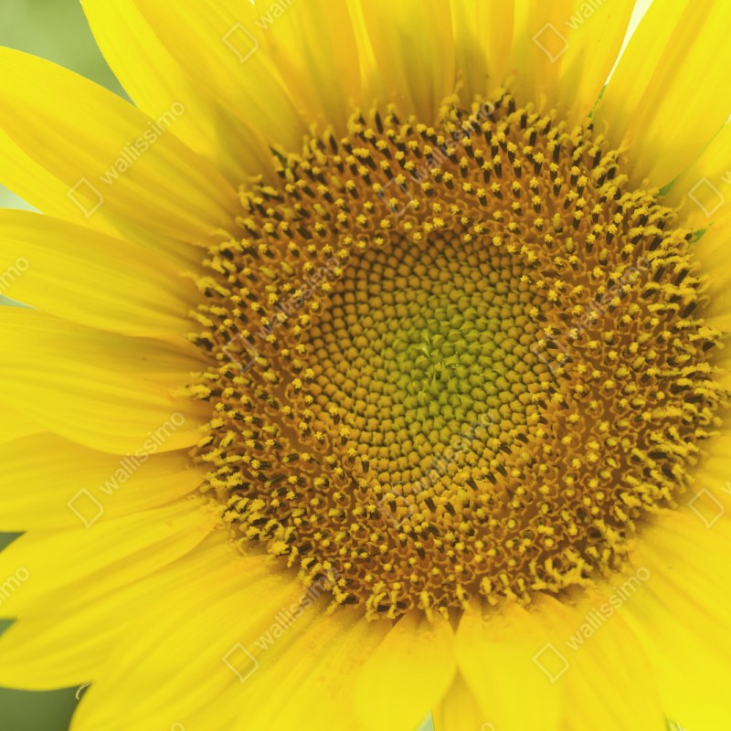 Naklejka repozycjonowalna zbliżenie słonecznika – Wallissimo® Naklejka repozycjonowalna zbliżenie słonecznika – Wallissimo®