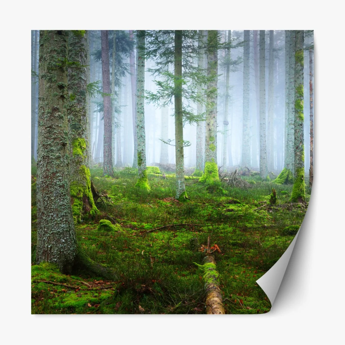 Naklejka repozycjonowalna mglisty las sosnowy z Alzacji – Wallissimo® Naklejka repozycjonowalna mglisty las sosnowy z Alzacji – Wallissimo®