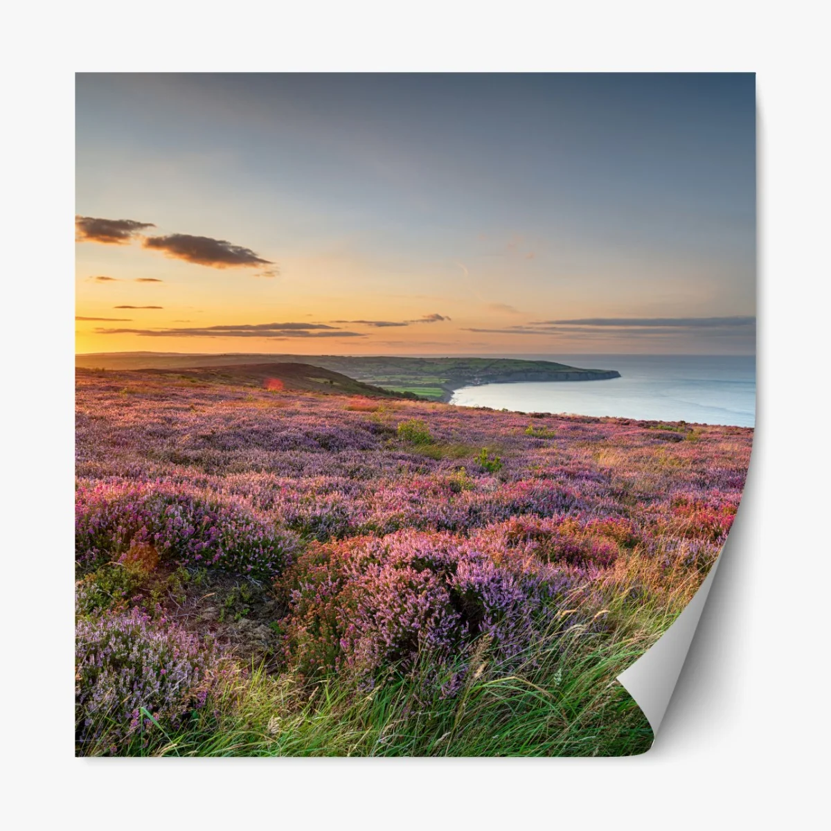 Naklejka repozycjonowalna zachód słońca nad wrzosowiskiem na North York Moors – Wallissimo® Naklejka repozycjonowalna zachód słońca nad wrzosowiskiem na North York Moors – Wallissimo®