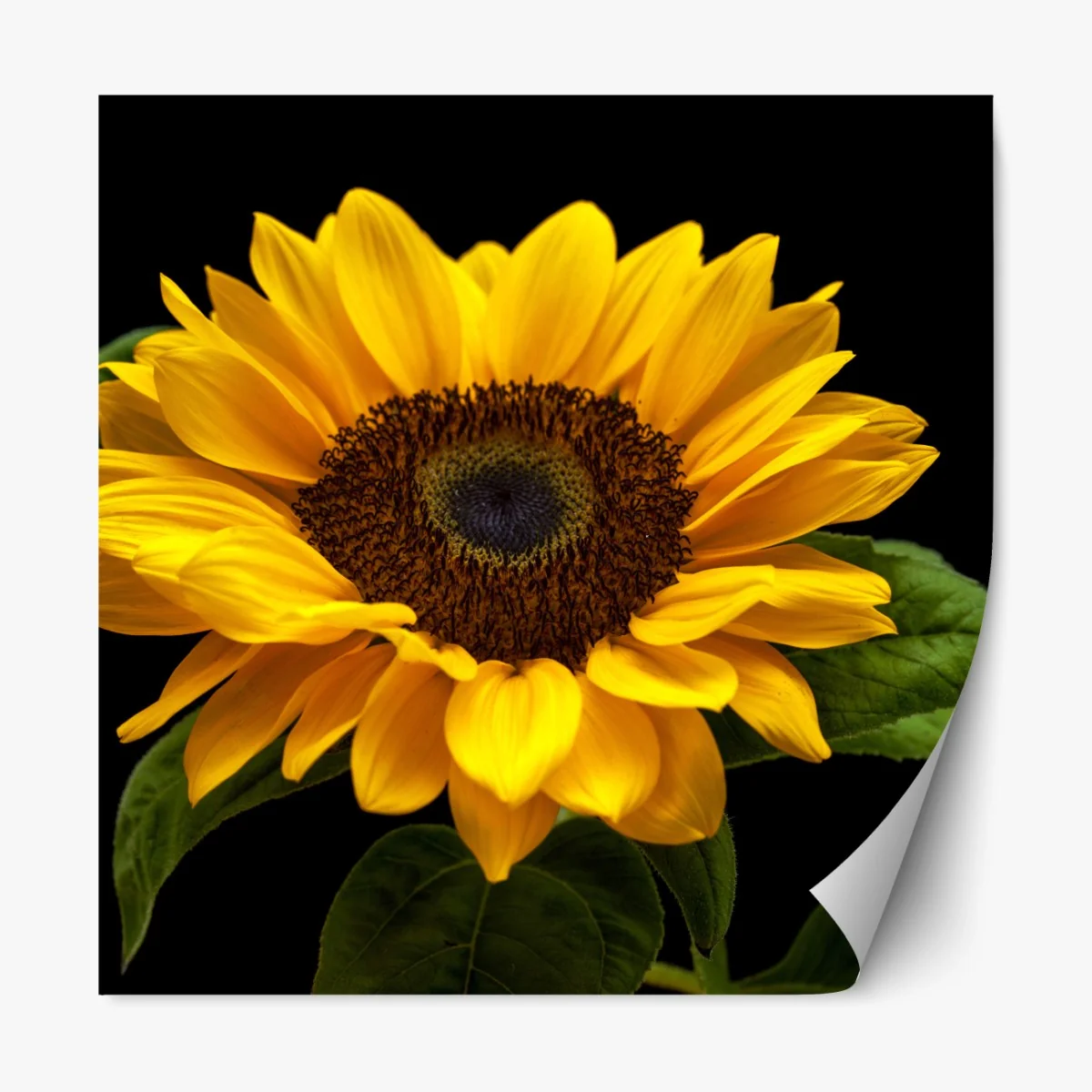 Naklejka repozycjonowalna żywy słonecznik na czarnym tle – Wallissimo® Naklejka repozycjonowalna żywy słonecznik na czarnym tle – Wallissimo®