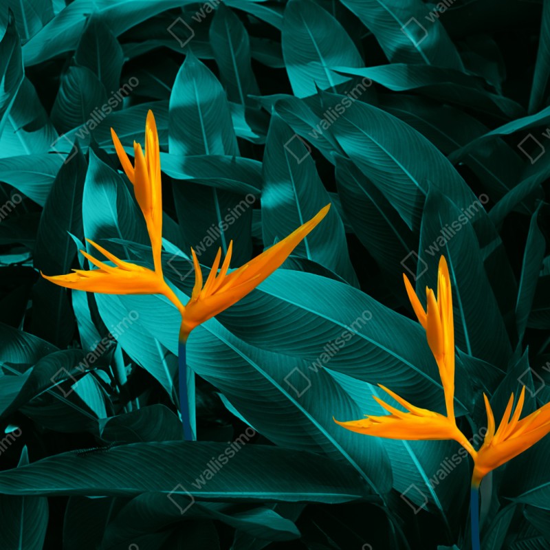 Naklejka repozycjonowalna tropikalna strelicja na turkusowych liściach – Wallissimo® Naklejka repozycjonowalna tropikalna strelicja na turkusowych liściach – Wallissimo®