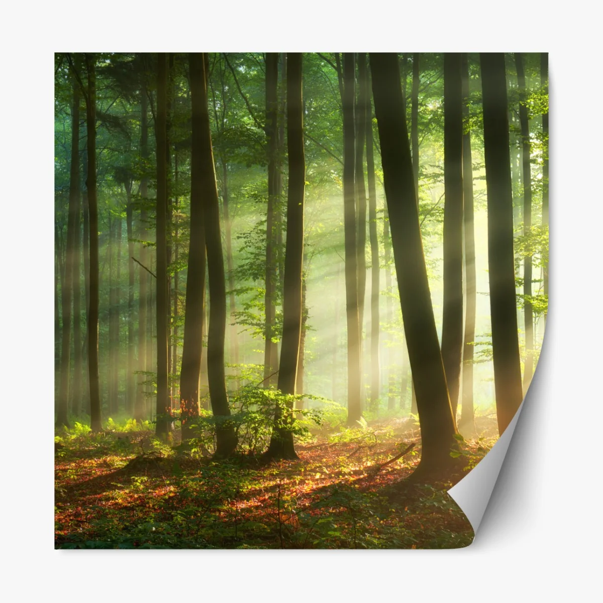 Naklejka repozycjonowalna poranny las skąpany w słońcu – Wallissimo® Naklejka repozycjonowalna poranny las skąpany w słońcu – Wallissimo®