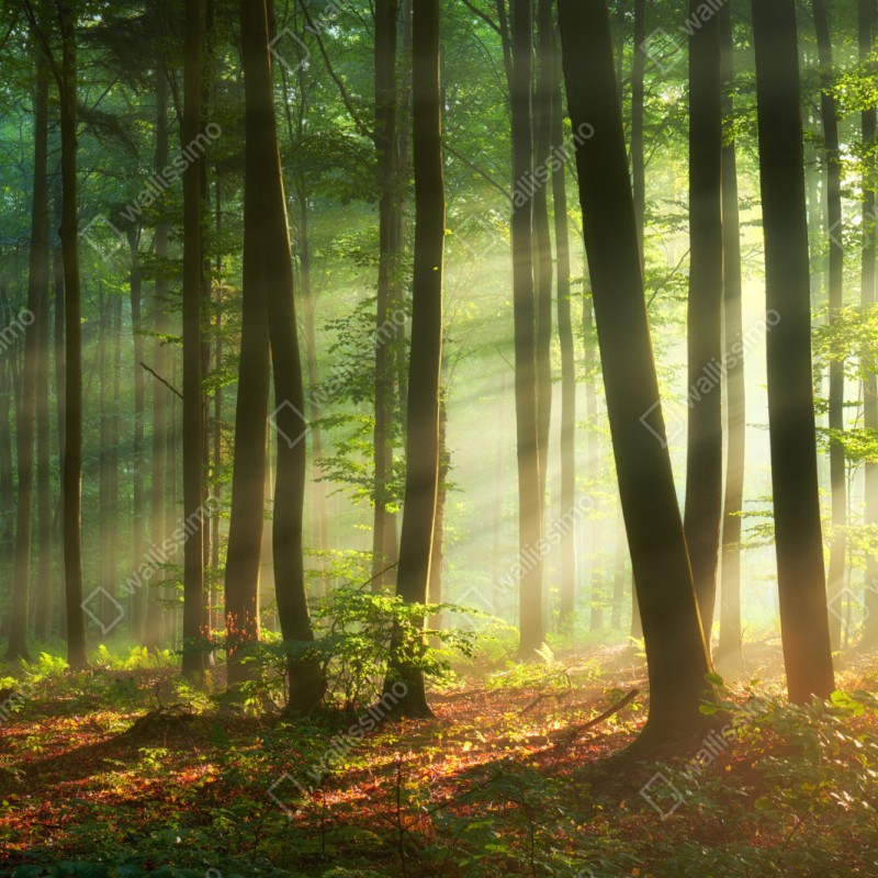 Naklejka repozycjonowalna poranny las skąpany w słońcu – Wallissimo® Naklejka repozycjonowalna poranny las skąpany w słońcu – Wallissimo®