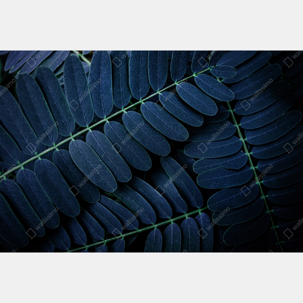 Naklejka repozycjonowalna niebieski wzór liści – Wallissimo® Naklejka repozycjonowalna niebieski wzór liści – Wallissimo®