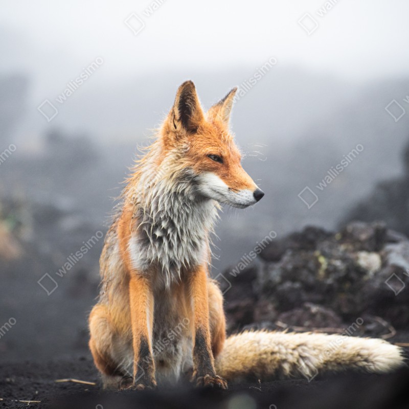 Naklejka repozycjonowalna rudy lis w mglistym krajobrazie – Wallissimo® Naklejka repozycjonowalna rudy lis w mglistym krajobrazie – Wallissimo®