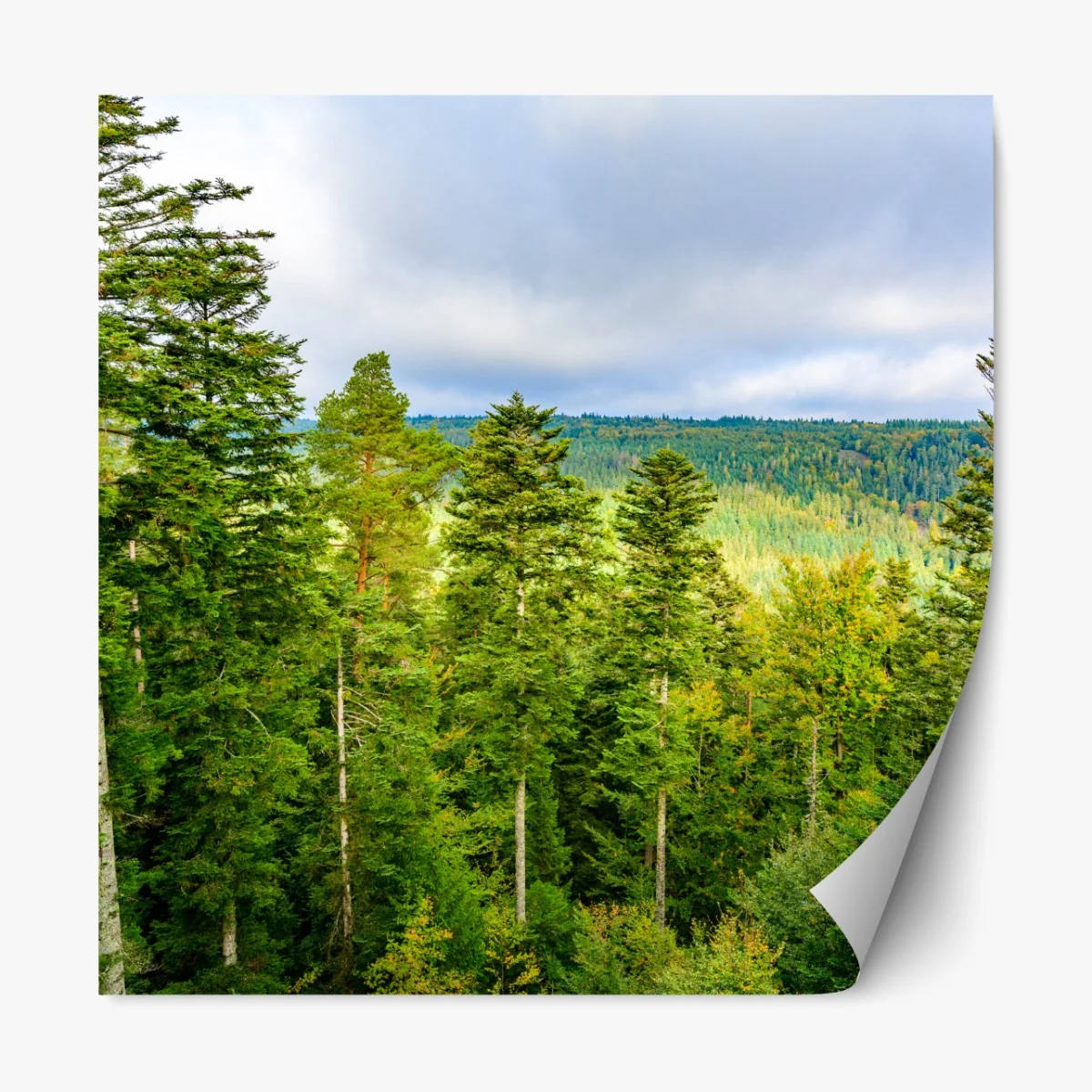 Naklejka repozycjonowalna Czarny Las jesienna panorama drzew – Wallissimo® Naklejka repozycjonowalna Czarny Las jesienna panorama drzew – Wallissimo®