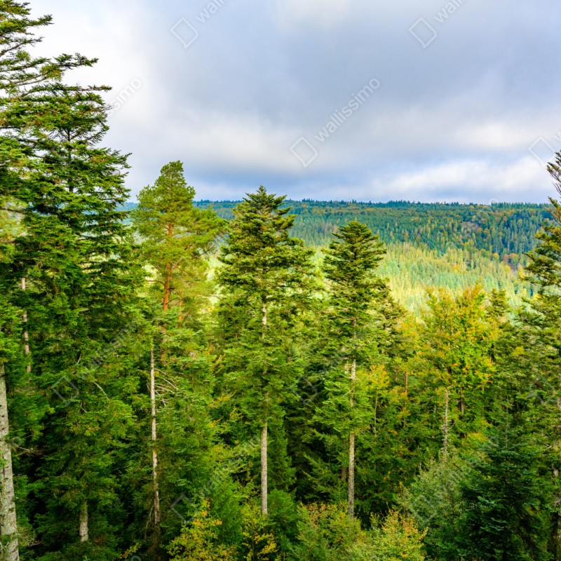 Naklejka repozycjonowalna Czarny Las jesienna panorama drzew – Wallissimo® Naklejka repozycjonowalna Czarny Las jesienna panorama drzew – Wallissimo®