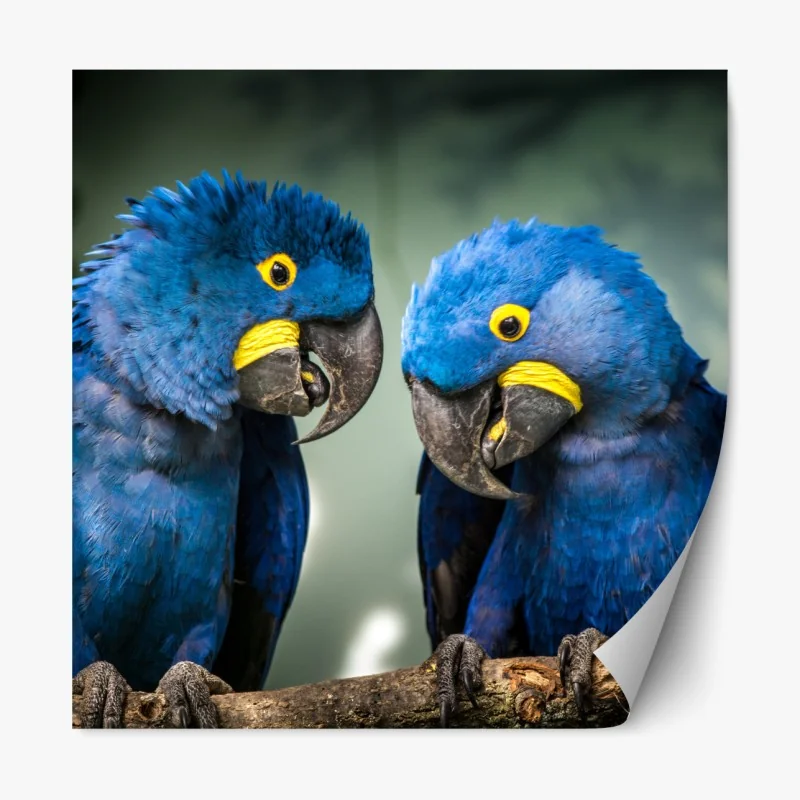 Naklejka repozycjonowalna para niebieskich ary - portret z bliska