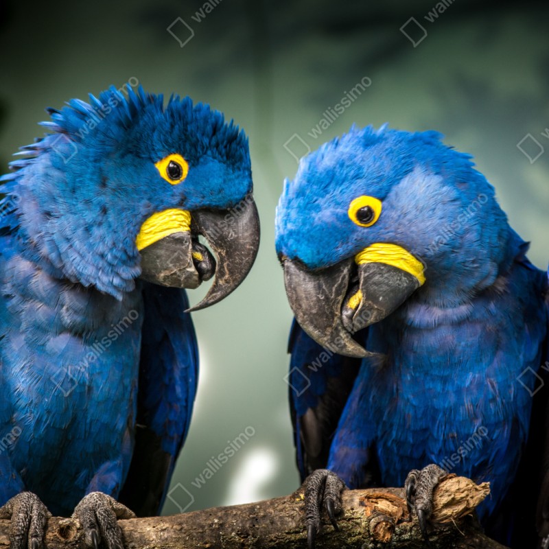 Naklejka repozycjonowalna para niebieskich ary - portret z bliska – Wallissimo® Naklejka repozycjonowalna para niebieskich ary - portret z bliska – Wallissimo®