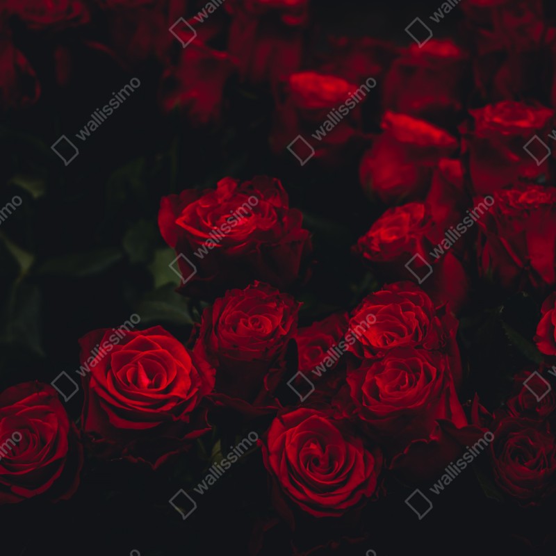 Naklejka repozycjonowalna bukiet czerwonych róż – Wallissimo® Naklejka repozycjonowalna bukiet czerwonych róż – Wallissimo®